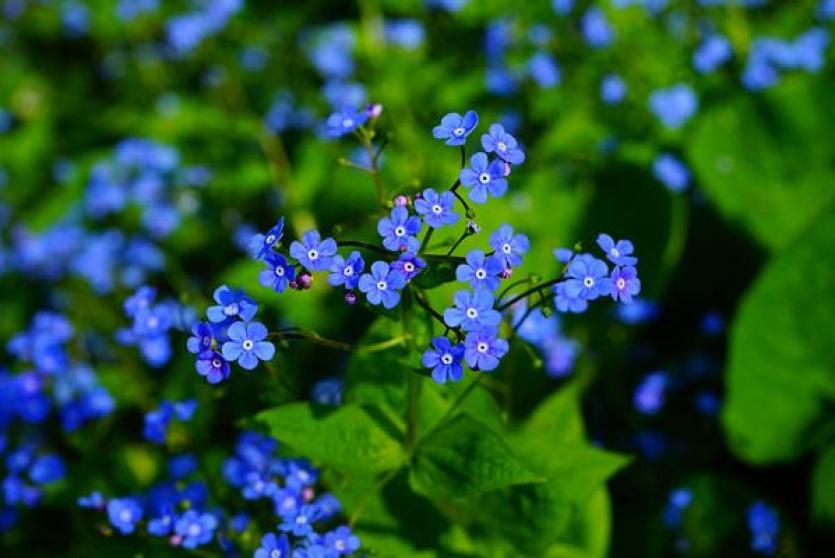 زهور زرقاء في الطبيعة