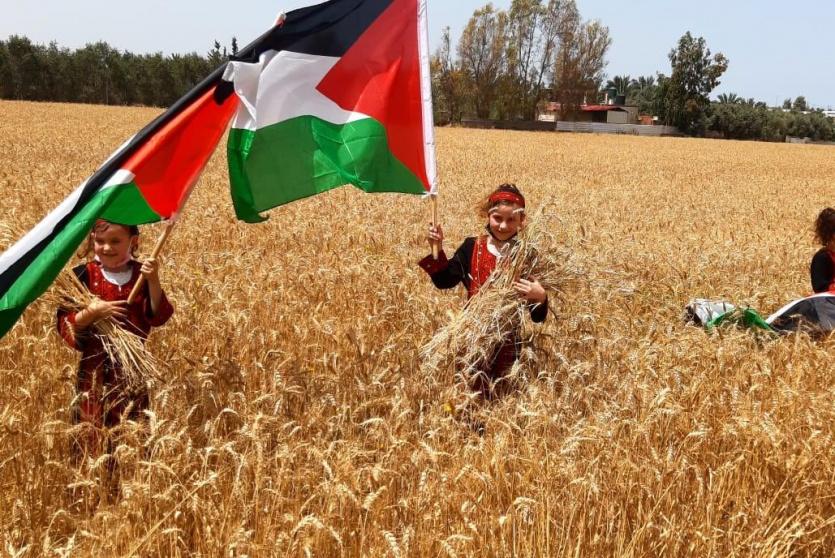 موسم حصاد القمح في غزة