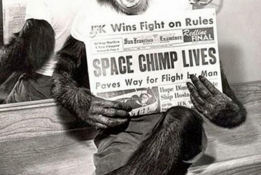 الشمبانزي بعد مهمة ناجحة إلى الفضاء