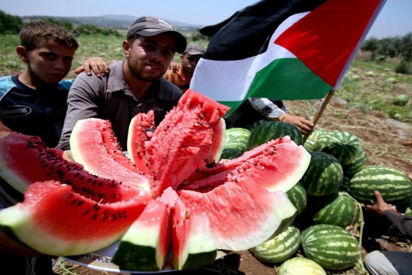 البطيخ في الأغوار - الأرشيف 