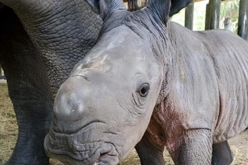 ولادة وحيد القرن المهدد بالانقراض