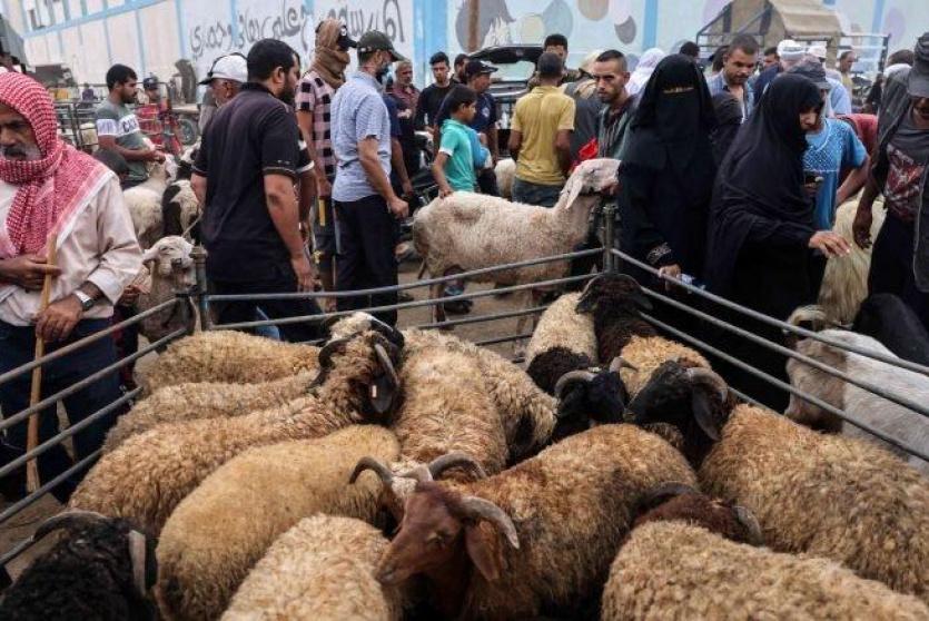الزراعة بغزة: الأضاحي متوفرة بالأسواق وبأسعار مناسبة للجميع