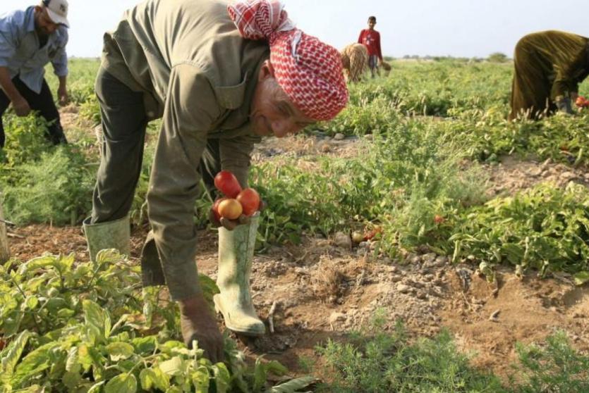 منتجات زراعية أردنية - توضيحية 