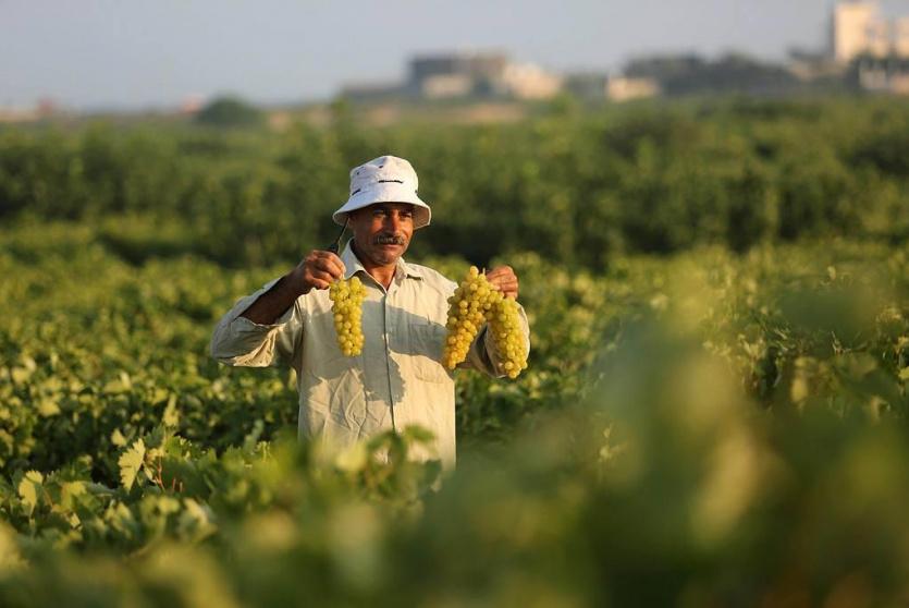 مزارع فلسطيني يقطف ثمار العنب - ارشيف