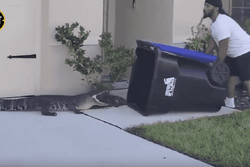 أمريكي ينقذ جيرانه من تمساح شارد 