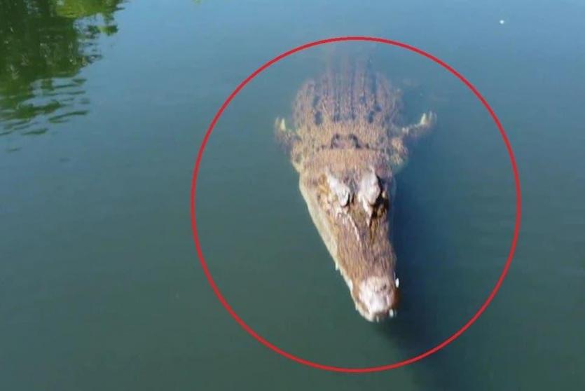 بالفيديو: تمساح يلتهم طائرة "درون"
