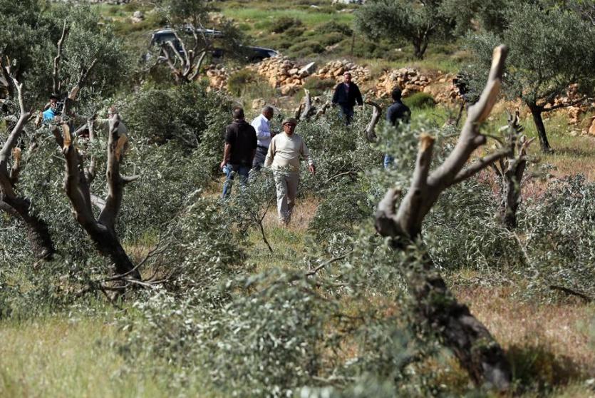 مستوطنين يقتلعون أشجار الزيتون المعمرة - أرشيف