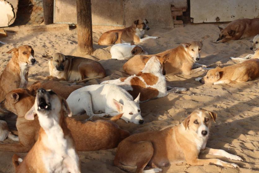داخل جمعية سلالة لرعاية الحيوانات الضالة في غزة 
