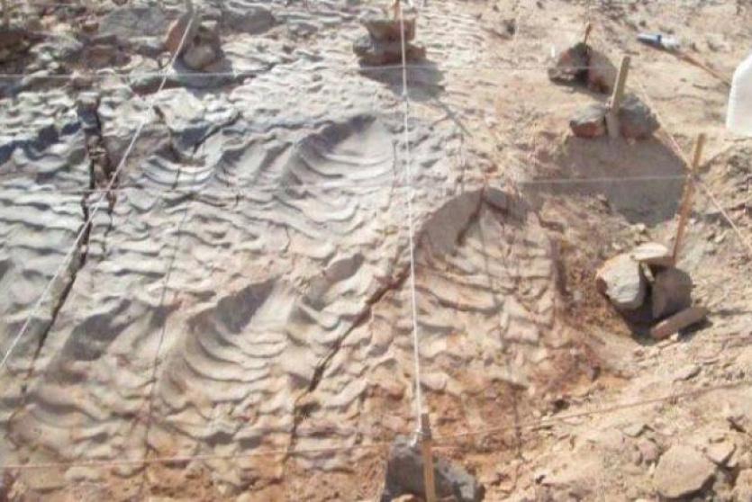 اكتشاف آثار أقدام ديناصورات قديمة في مصر