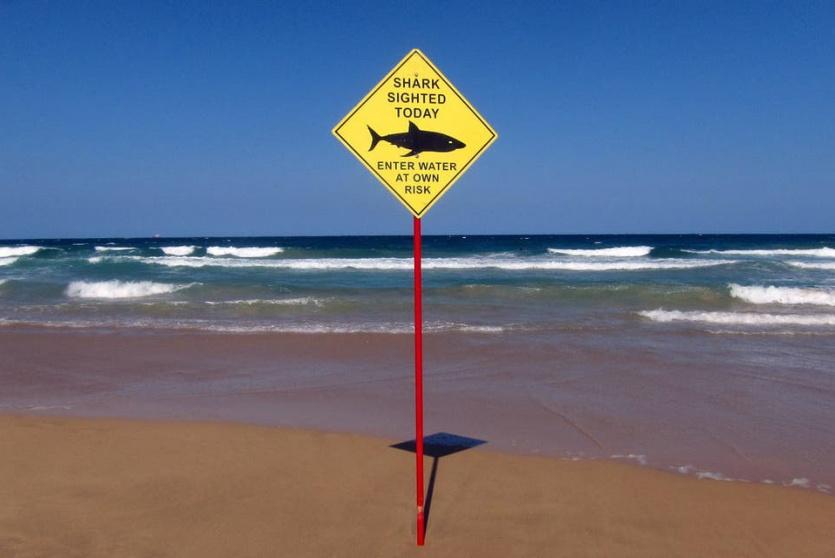 تحذير من وجود أسماك قرش على أحد شواطئ سيدني - رويترز