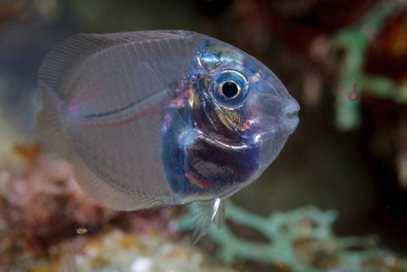 سمكة التانج الزرقاء