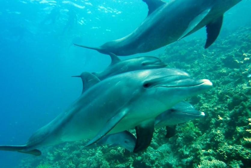 تتواصل الدلافين مع بعضها عادة عن طريق الأصوات.. أرشيفية