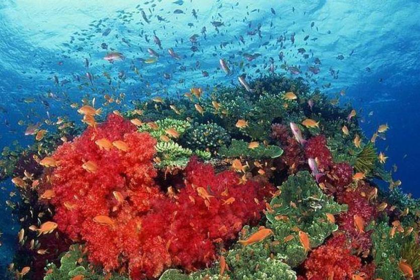 قاع البحر الأحمر - توضيحية 