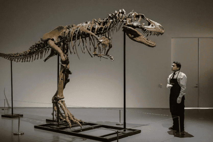 بيع هيكل عظمي كامل لغورغوصور