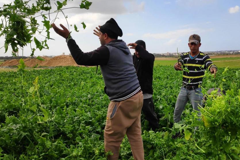 مزارعون في غزة