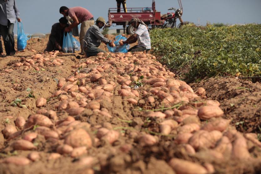 مزارعو غزة يحصدون محصول البطاطا الحلوة 