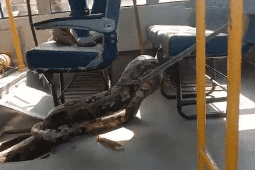 ثعبان عملاق في حافلة مدرسية بالهند
