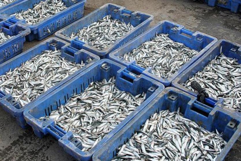 تصدير الأسماك من غزة للضفة - ارشيف 