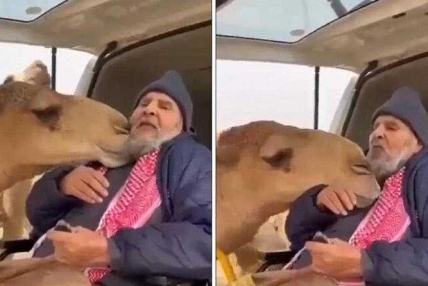 وفاء ناقة رأت صاحبها