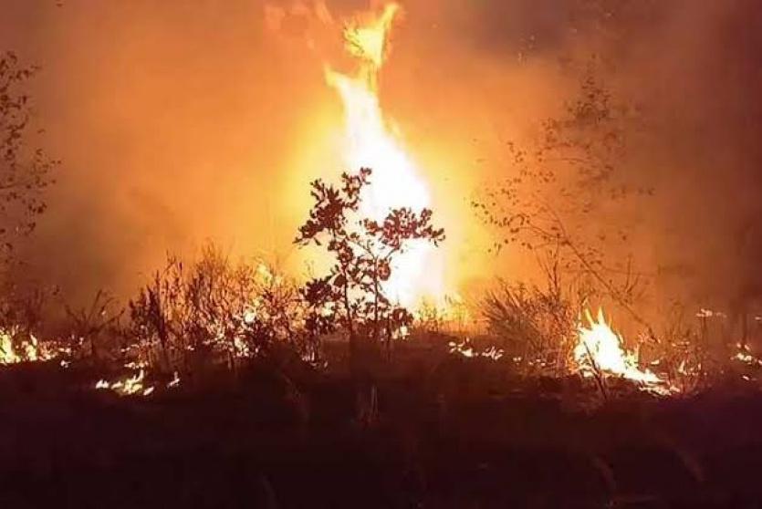 حرائق الغابات في تشيلي