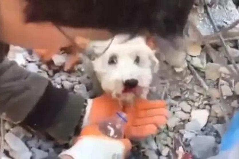  انتشال كلب عالق تحت الركام في تركيا