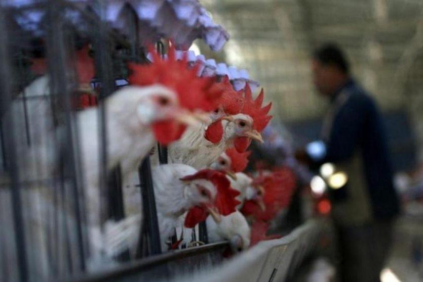 مزارع الدواجن