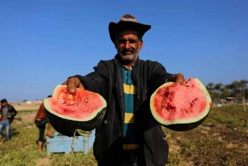 بدء موسم البطيخ في غزة - ارشيف