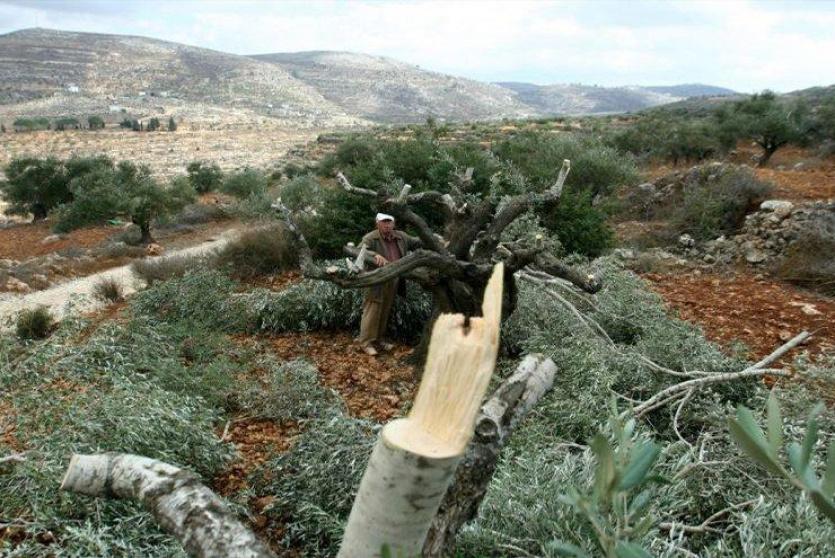 مستوطنون يقتلعون أشجار زيتون وكرمة في نحالين غرب بيت لحم