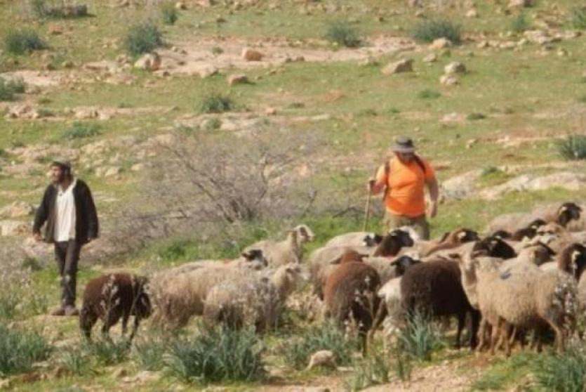 مستوطن يدعس قطيعا من الأغنام ويقتل عددا منها في المعرجات غرب أريحا