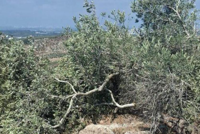 الاحتلال يقتلع ويكسر عشرات أشجار الزيتون في ظهر العبد جنوب جنين