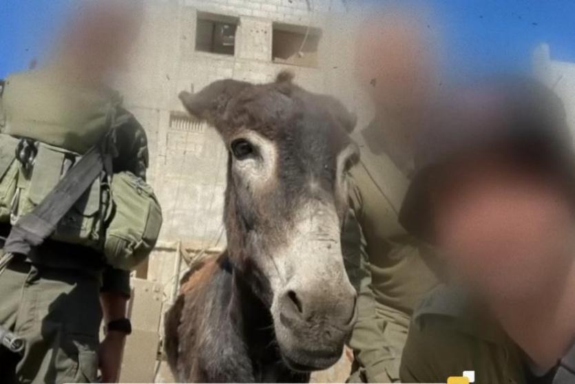 جنود جيش الاحتلال الإسرائيلي سرقوا العشرات من حمير قطاع غزة