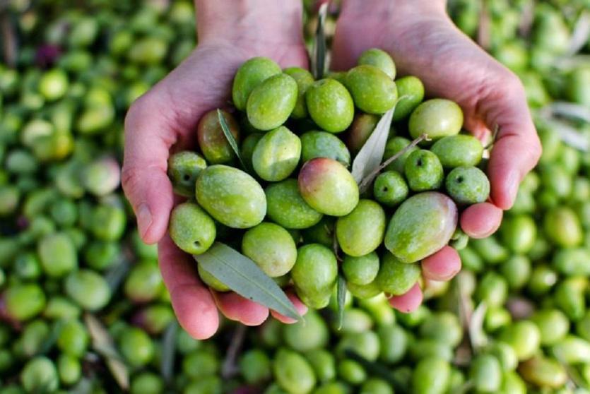 نصاب زكاة الزيت والزيتون 