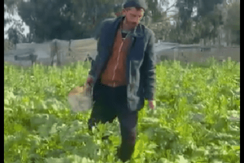 خاص| بين الدمار والأمل… مزارع غزي يعيد الحياة لأرضه