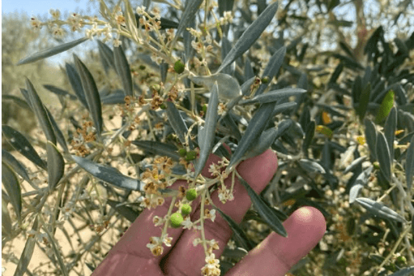 الحملة الوطنية لقطف الزيتون تعتمد نهجا لا مركزيا لإدارة الموسم