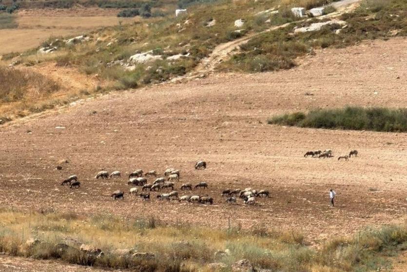 9 إصابات وسرقة مركبات وأغنام خلال هجوم للمستعمرين على حوارة جنوب نابلس