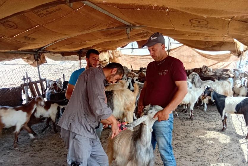 الزراعة تحصن أكثر من 14 ألف رأس ماشية ضد الحمى القلاعية