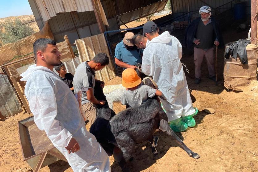تواصل تطعيم وترقيم الأغنام والماعز بمسافر يطا والأغوار