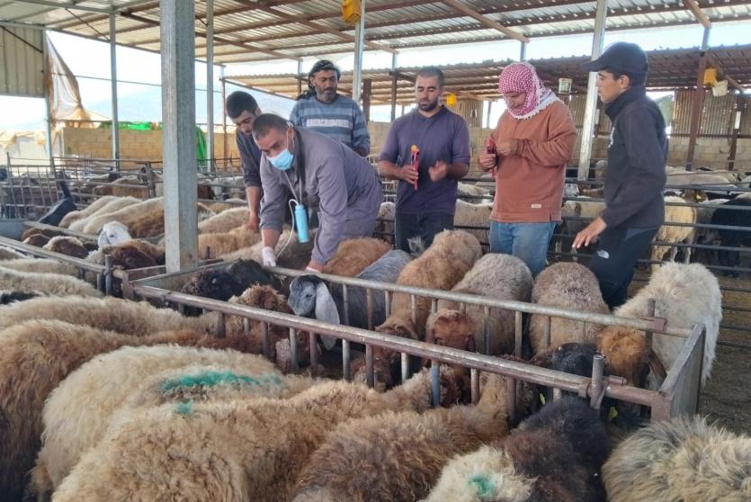 الحملة الوطنية لتطعيم وترقيم الثروة الحيوانية تتجاوز 37,350 رأساً منذ انطلاقها في مسافر يطا والأغوار الشمالية