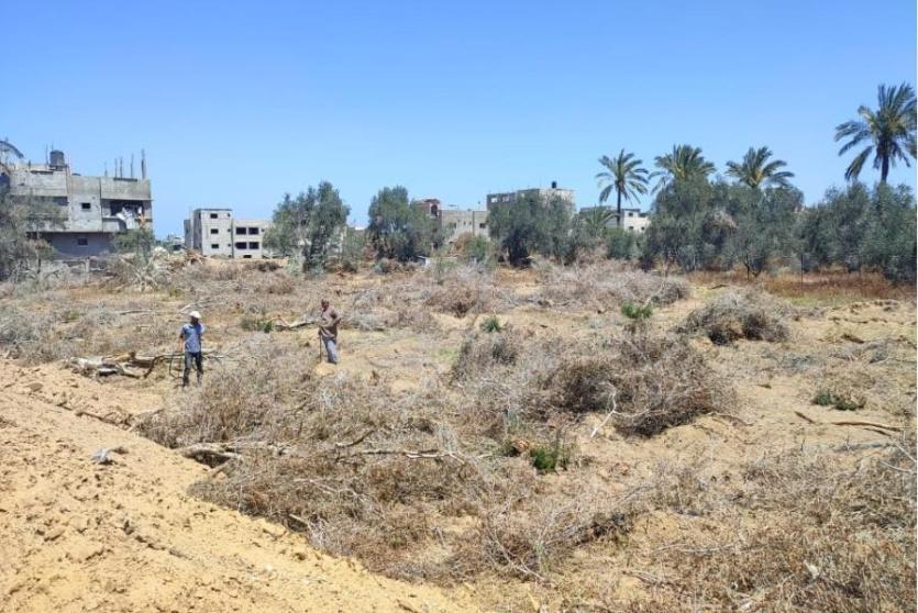 97% من أراضي غزة الزراعية متضررة أو يتعذر الوصول إليها