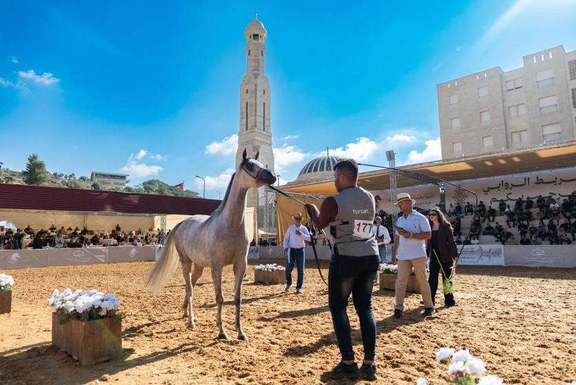 وابي تختتم بطولة الإنتاج المحلي بمشاركة أكثر من 300 خيل عربي