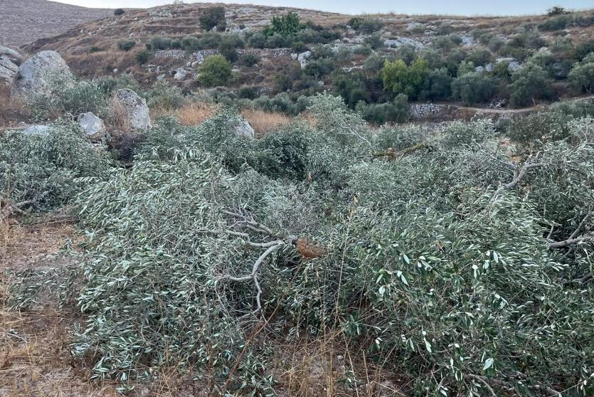 مستوطنون يقتلعون ويكسرون عشرات أشجار الزيتون في نعلين غرب رام الله