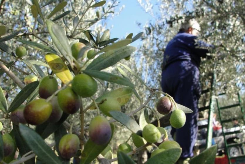 قطف الزيتون يبدأ يوم 15 أكتوبر