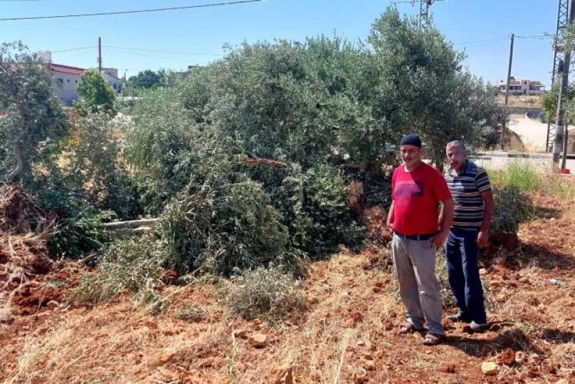 مستوطنون يعتدون على مزارعين شمال سلفيت ويسرقون ثمار الزيتون