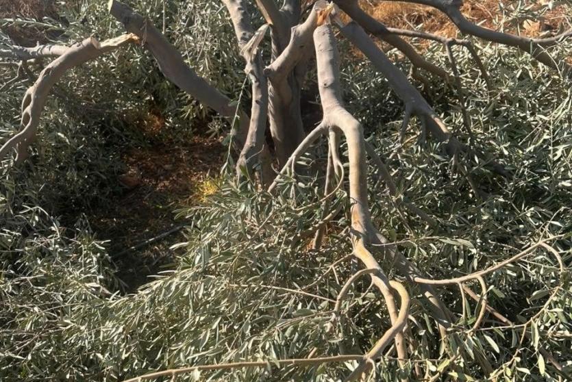 مستوطنون يقطعون 120 شجرة زيتون في كيسان جنوب شرق بيت لحم