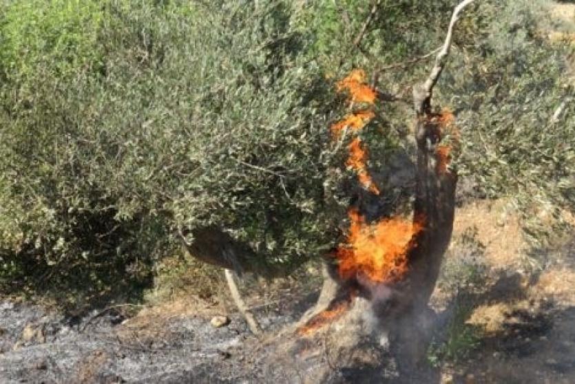 مستوطنون يضرمون النار بأشجار زيتون قرب حوارة 