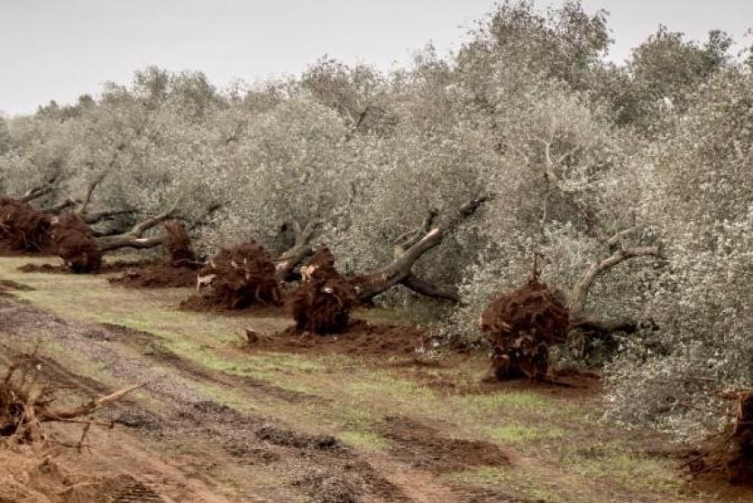 مستوطنون يقطعون أشجار زيتون في بورين