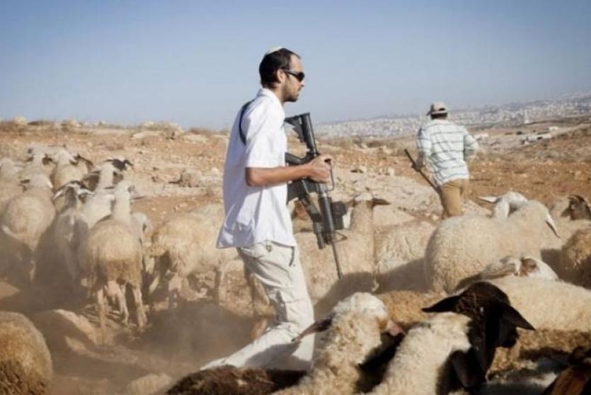 مستوطنون يهاجمون رعاة الأغنام في الغور