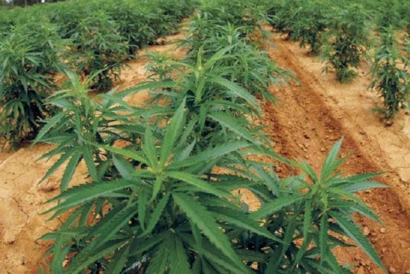 ضبط اشتال ماريجوانا في الخليل