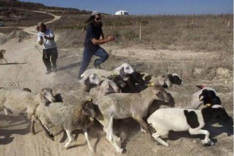 مستعمرون يسرقون 150 رأس غنم في المغير شرق رام الله
