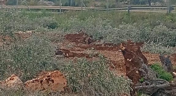 الاحتلال يقتلع مئات أشجار الزيتون شمال سلفيت